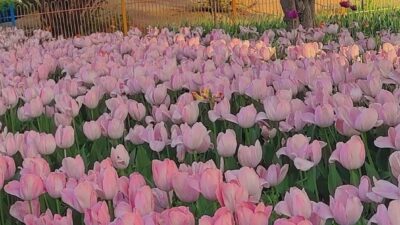 Hình nền hoa tulip bên bãi biển