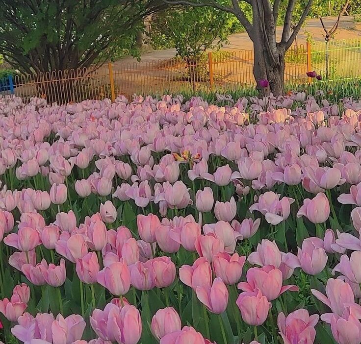 Hình nền hoa tulip bên bãi biển