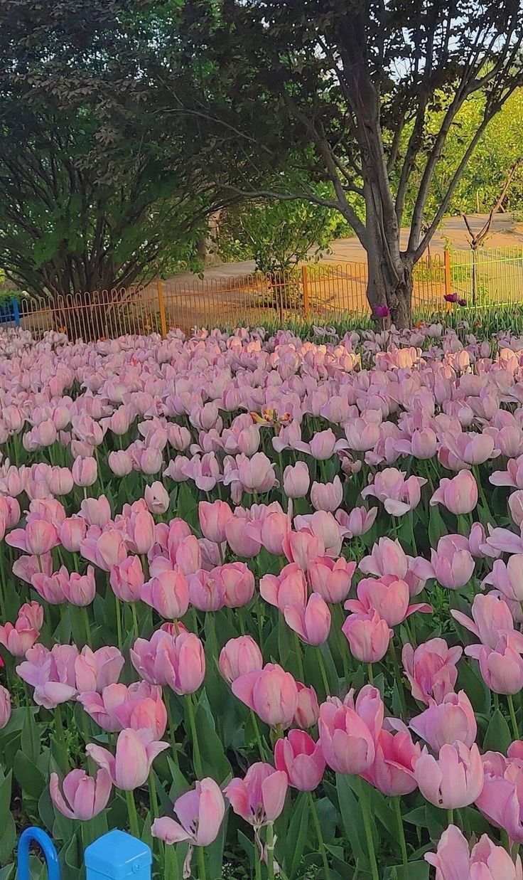 Hình nền hoa tulip bên bãi biển