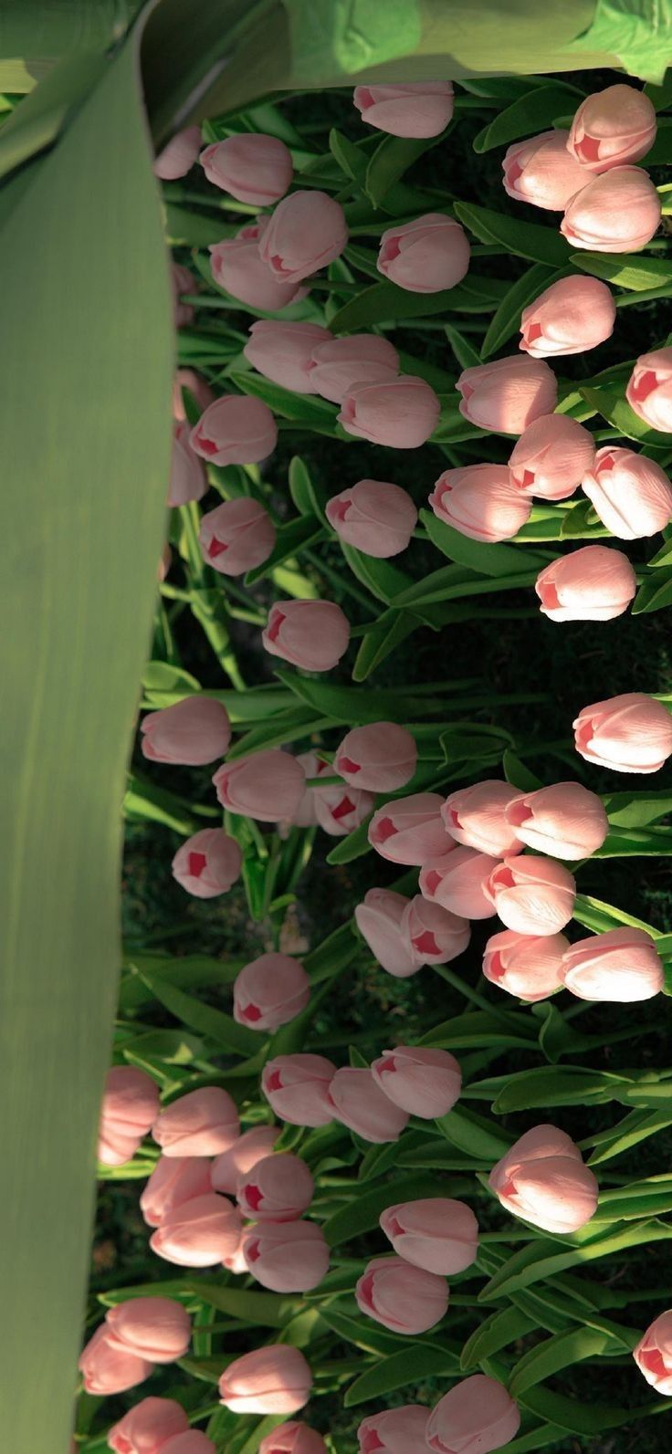 Hoa tulip bên những bông hoa khác