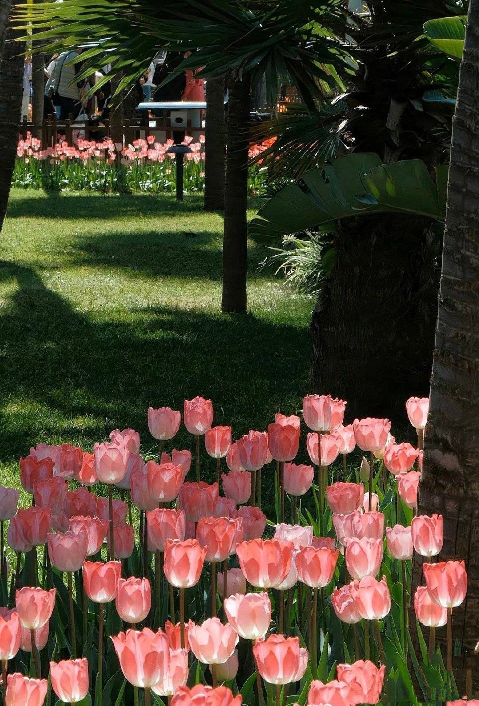 Hoa tulip bên những chiếc lá xanh tươi