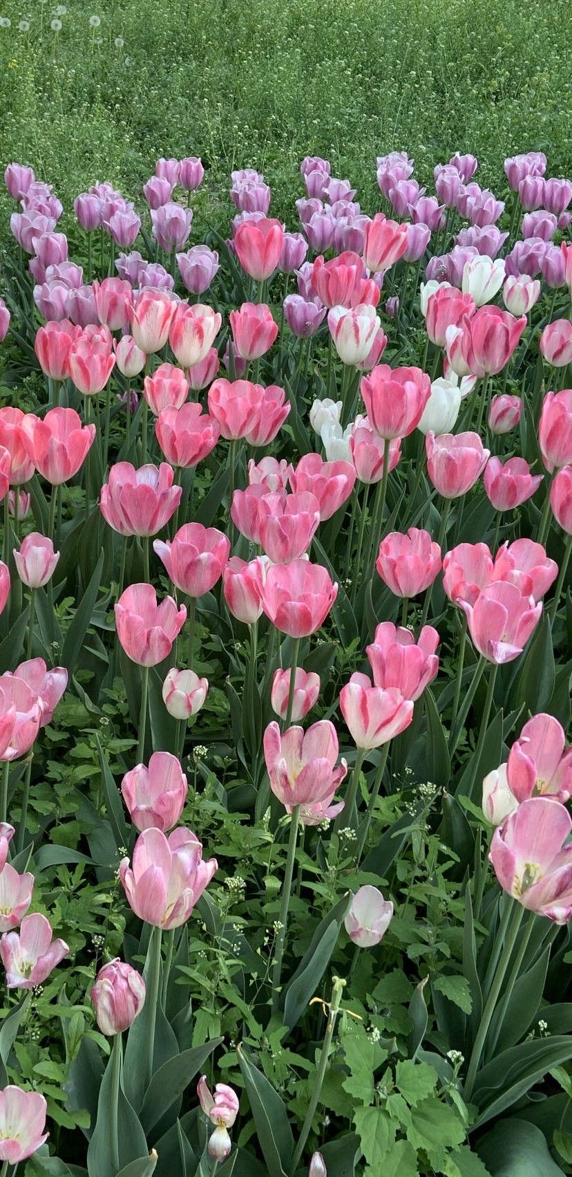 Hoa tulip tím nở trong vườn