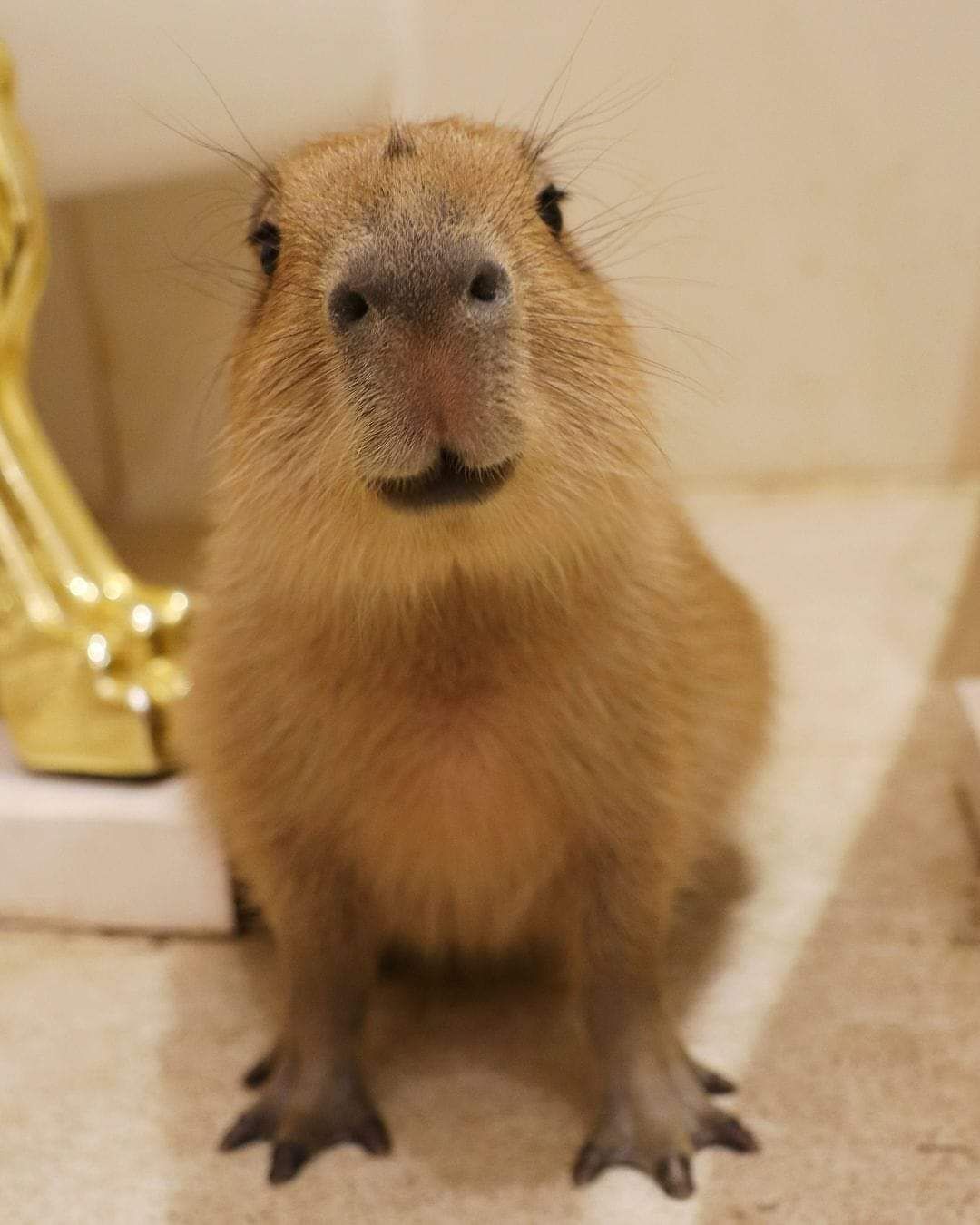 Hình nền Capybara dễ nhìn.