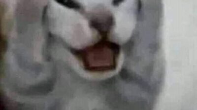 Meme mèo đang ngáp dài.