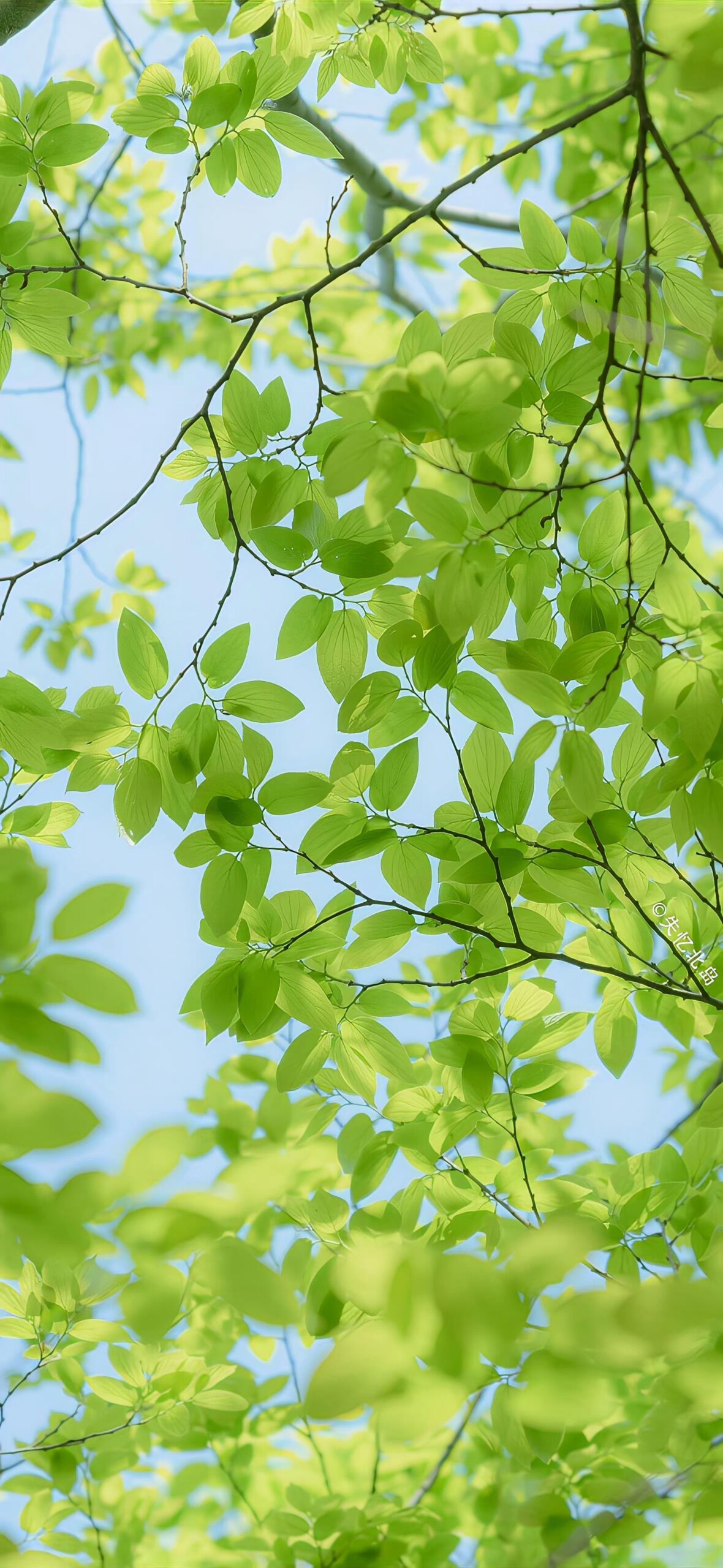 Tình yêu cây cối